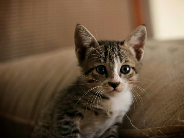 Spotting Heat Exhaustion in Cats: Effective Prevention Tips for Pet Owners